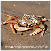 Nordseekrabbe im Wattenmeer krabbe, wattenmeer, nordsee