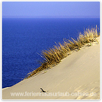 Düne bei Krynica Morska duene, krynica morska, polen, ostsee