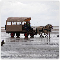 kutsche, wattenmeer, nordsee