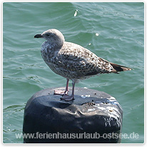 Möwe an der Ostsee moewe, ostsee