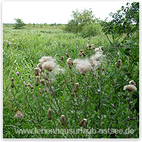 Moorlandschaft bei Peenemünde wiese, usedom